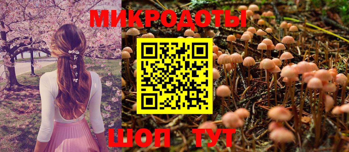 Псилоцибиновые грибы Psilocybe Красноармейск